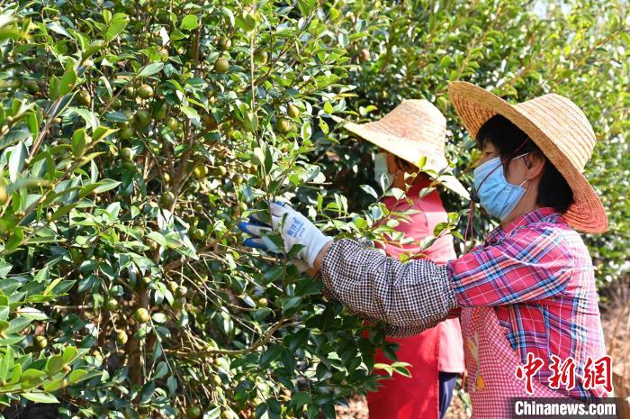 油茶果陈楚红摄 油茶果陈楚红摄