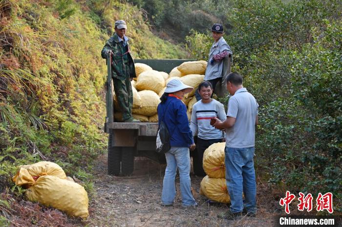 一包包油茶果装上货车陈楚红摄 一包包油茶果装上货车陈楚红摄