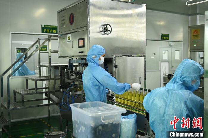 油茶深加工现场陈楚红摄 油茶深加工现场陈楚红摄