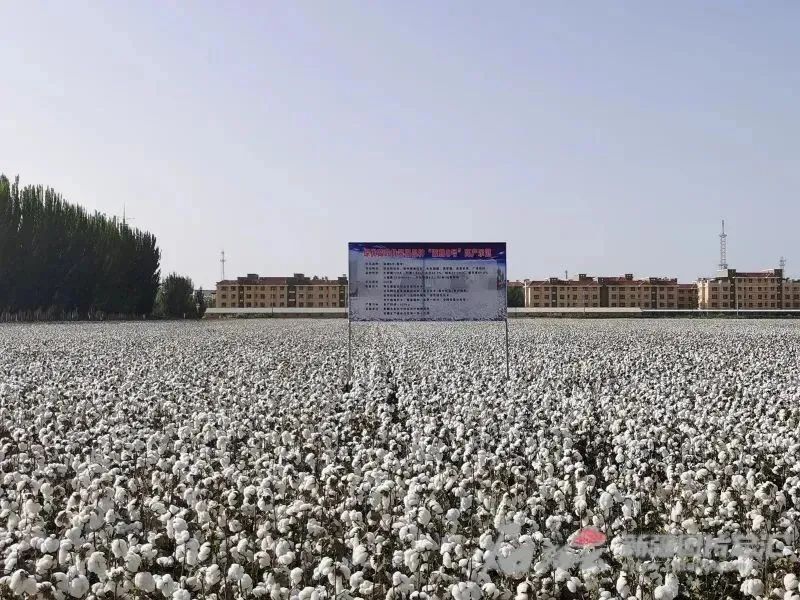 新疆棉花新品种实现重大突破