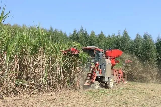 广西糖料蔗机械化作业补贴使用资金同比大幅增长