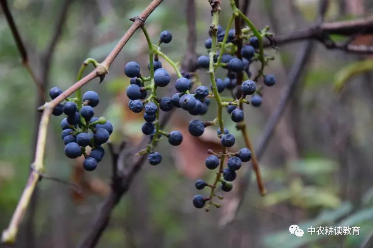 中国野生葡萄