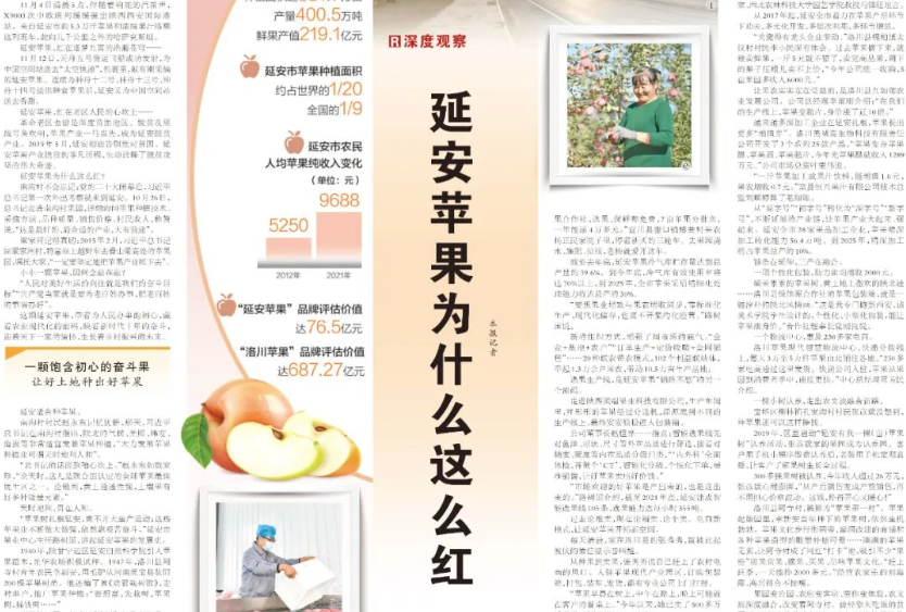 延安苹果为什么这么红