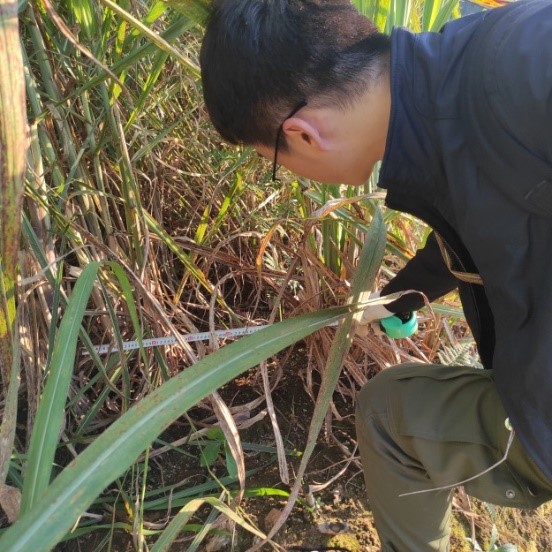 中国农大研发新农机助云南山地甘蔗收割