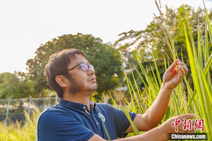 中国多年生稻研究成果入选《科学》杂志2022年度十大科学突破