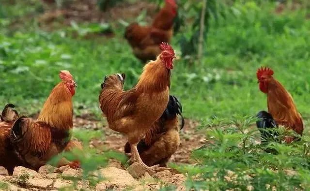 中国养鸡产业赢利新模式解读