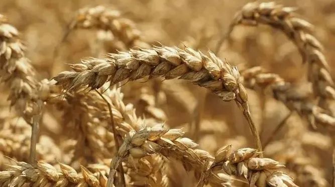 《国家农作物优良品种推广目录（2023年）》| 小麦品种简介