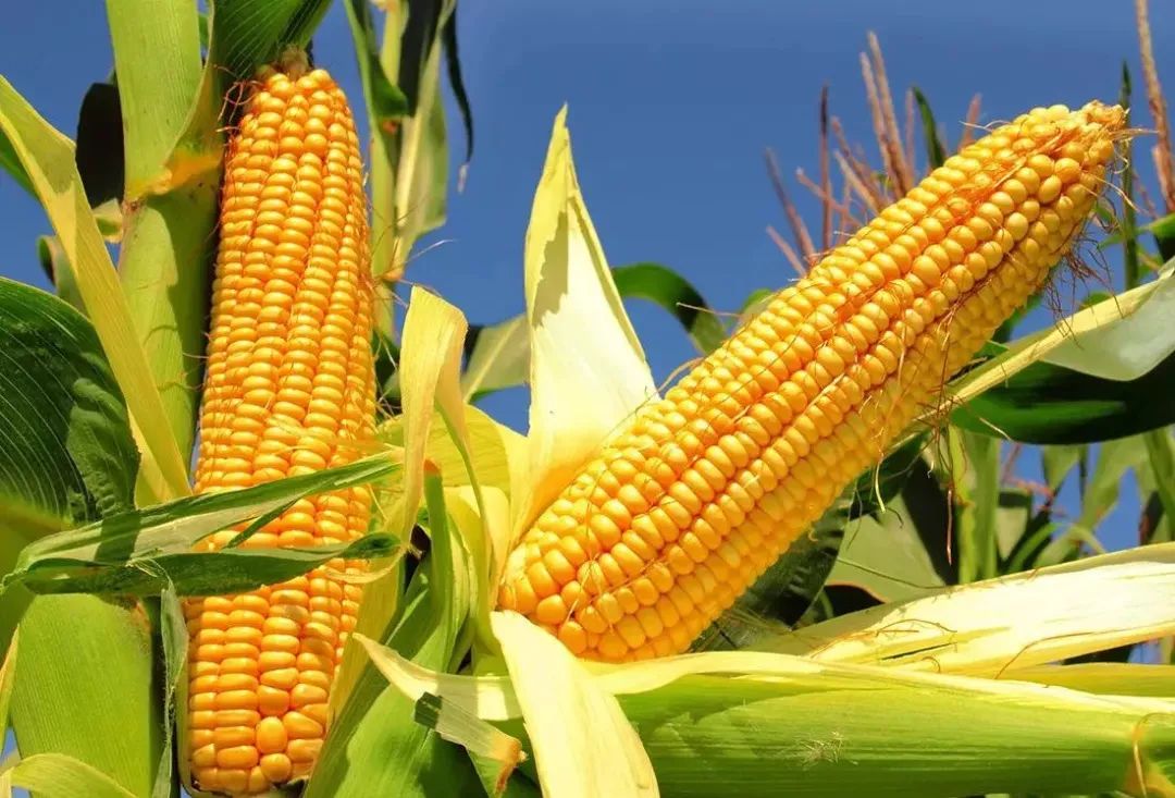 《国家农作物优良品种推广目录（2023年）》| 玉米品种简介