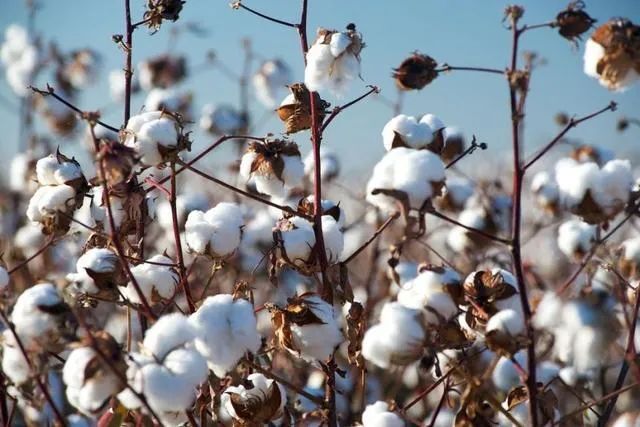 《国家农作物优良品种推广目录（2023年）》| 棉花品种简介