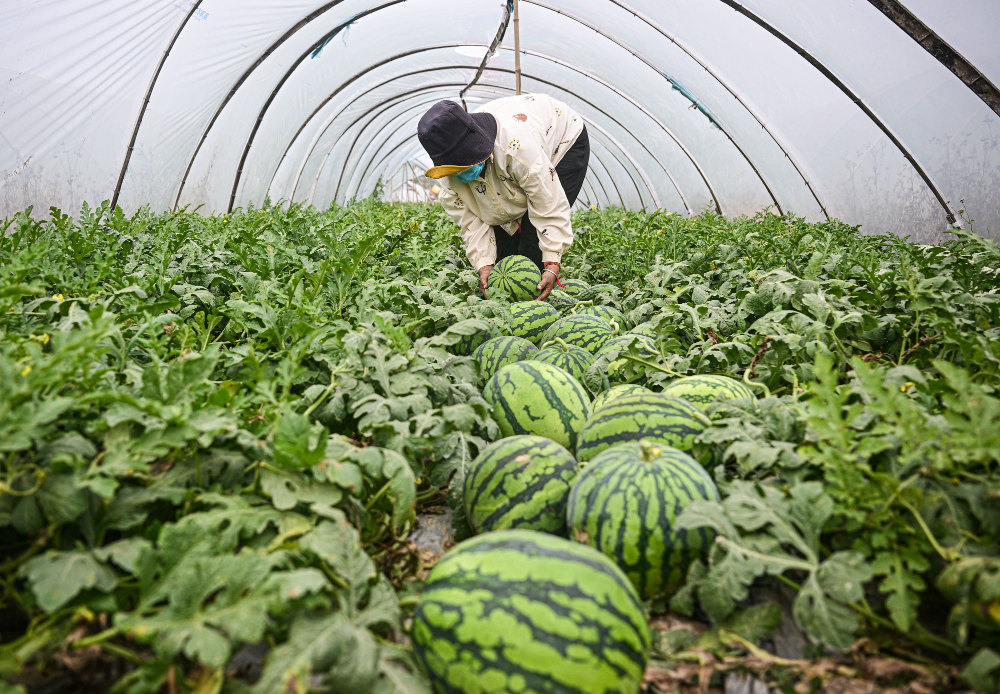 海南：推进农业现代化 助力端稳中国饭碗