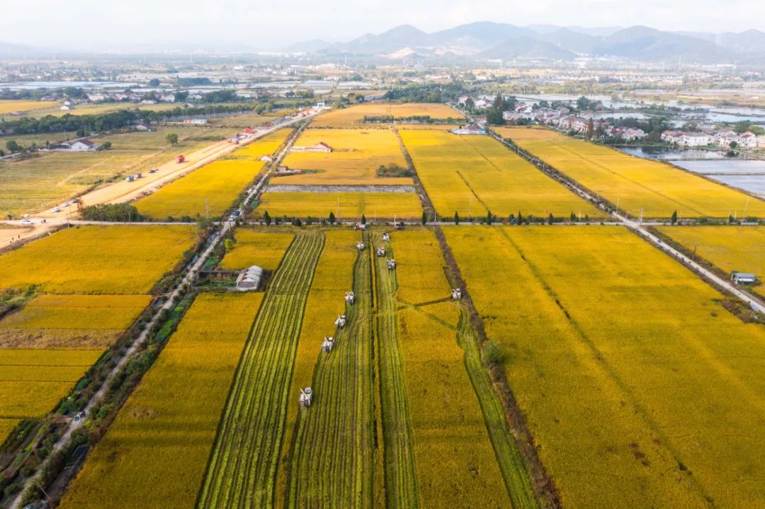 稳！农业农村经济迈出新气象 迈出新成效