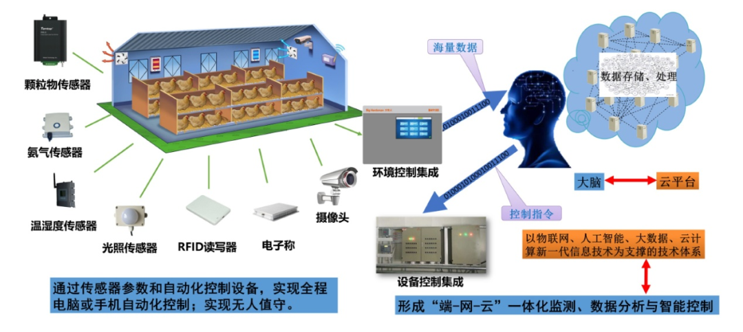 农业农村部发布《肉鸡立体养殖技术指导意见》