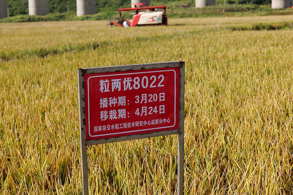 1251.5公斤！超级稻高产新纪录在四川德昌诞生