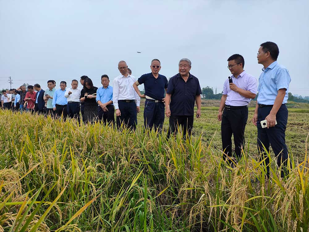 协同提升中稻-再生稻产能 川渝毗邻地区实现“吨粮田”