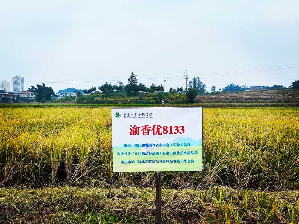 协同提升中稻-再生稻产能 川渝毗邻地区实现“吨粮田”