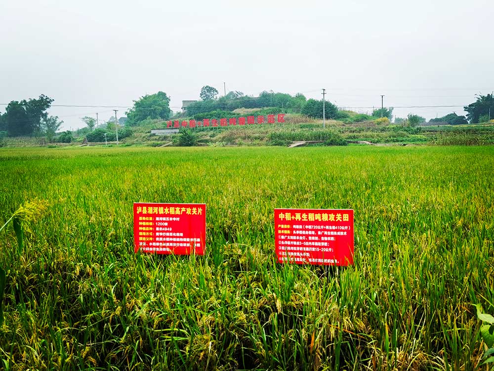 协同提升中稻-再生稻产能 川渝毗邻地区实现“吨粮田”