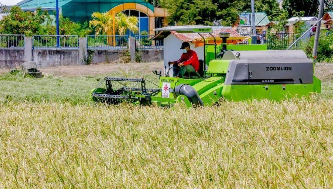 中国杂交稻在菲律宾大面积种植，图为菲律宾农民正在收割成熟的杂交水稻