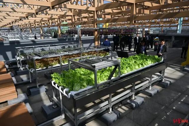 3.36亿亩近8亿吨！《2023年中国蔬菜产业发展报告》发布