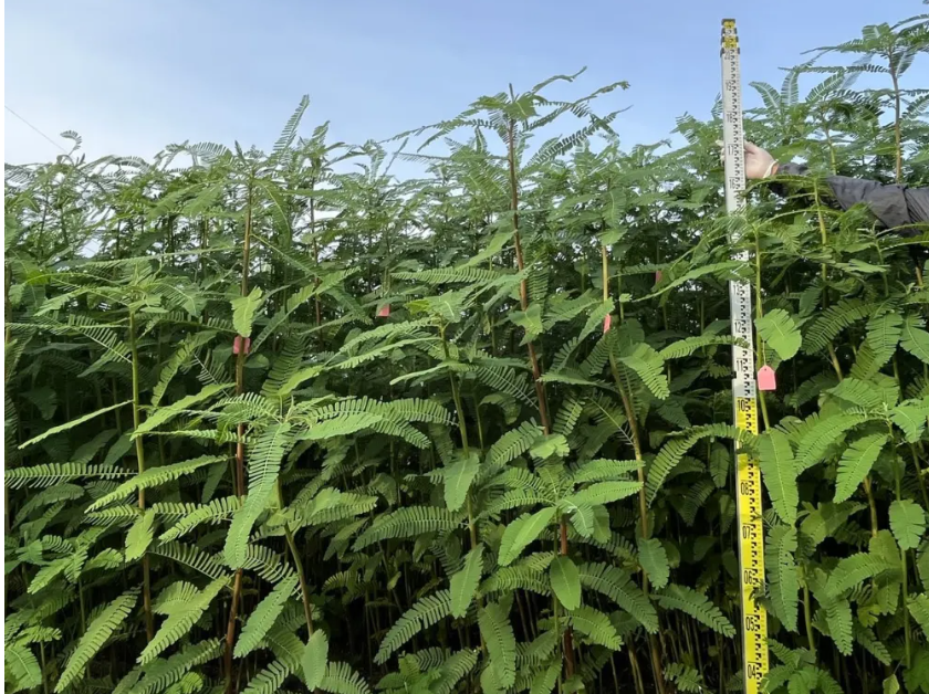 亩产饲草超2吨！我国生物改良盐碱地技术新进展
