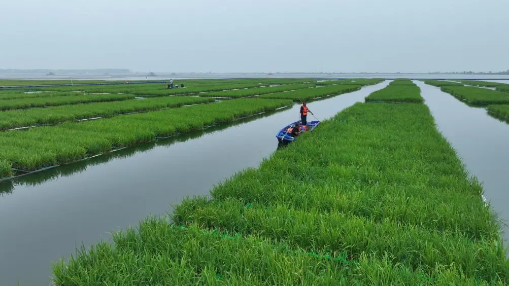 我国成功在大型煤田沉陷区上种植水稻